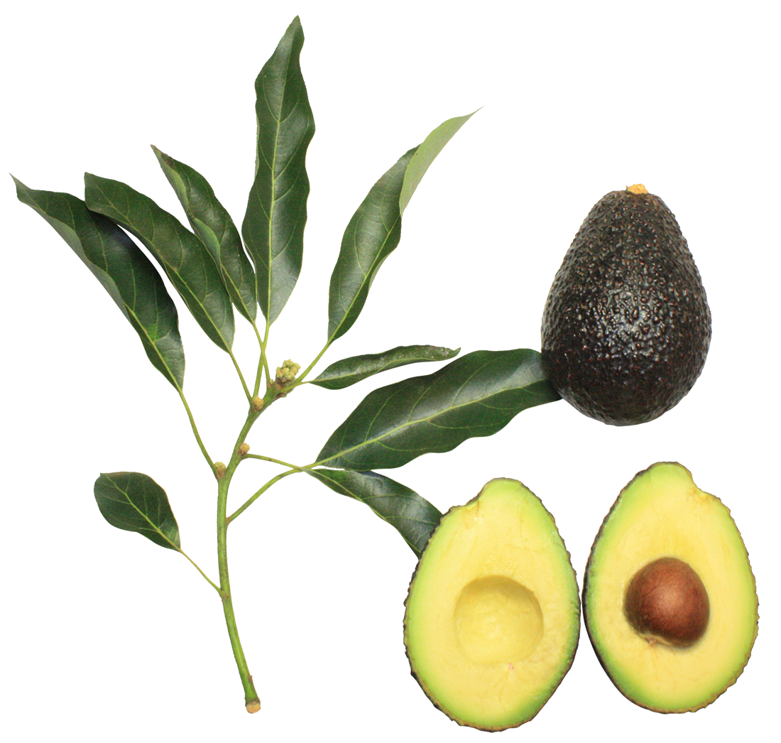 Avocado with leaves image, Avocado with leaves png, Avocado with leaves png image, Avocado with leaves transparent png image